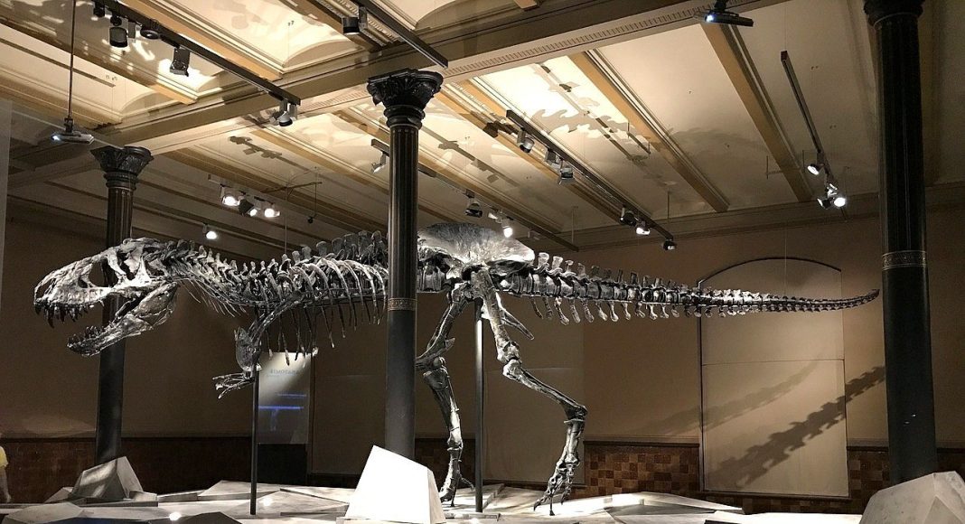 t rex tristán otto expuesto en museo en alemania