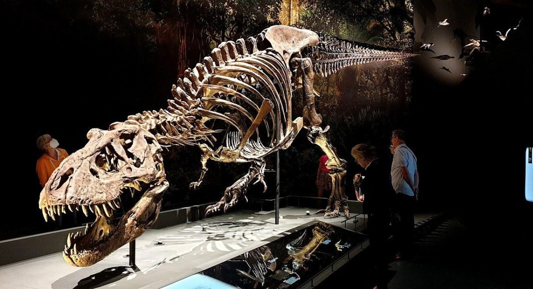 tiranosaurio trix. t rex en europa