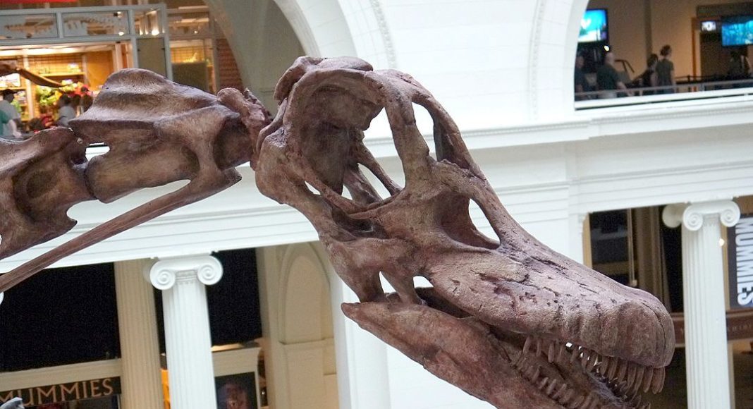 craneo fósil del titán de la patagonia de la familia mayo