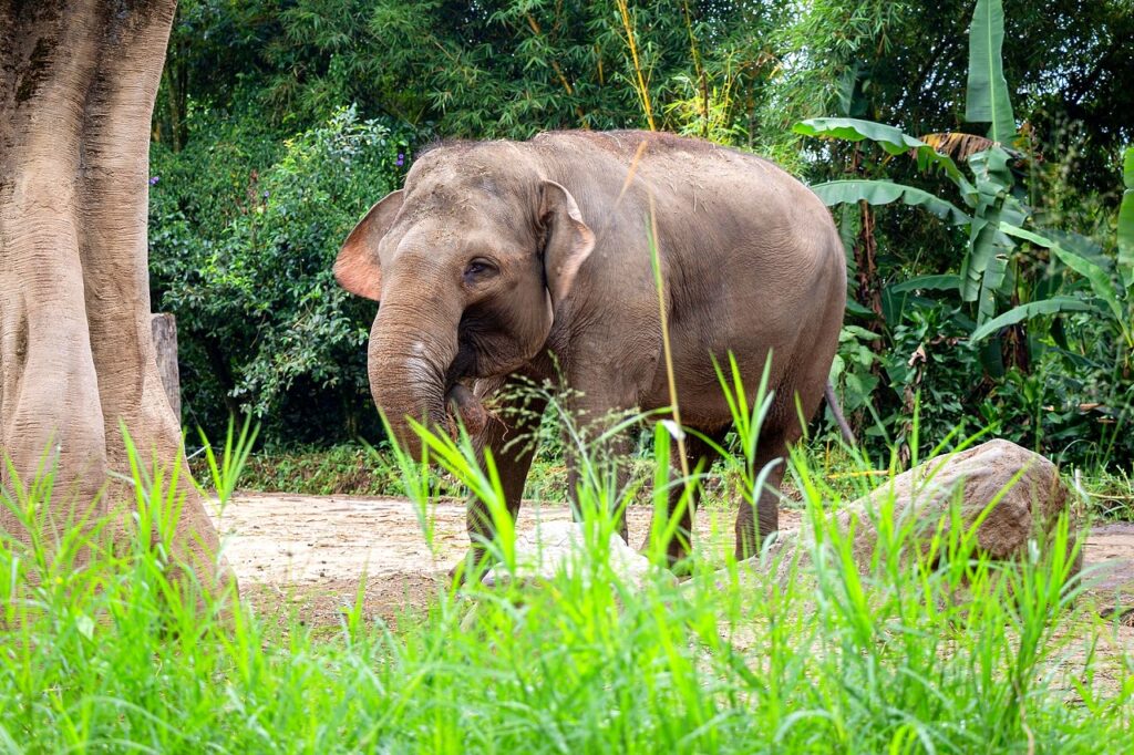 elefante de sumatra