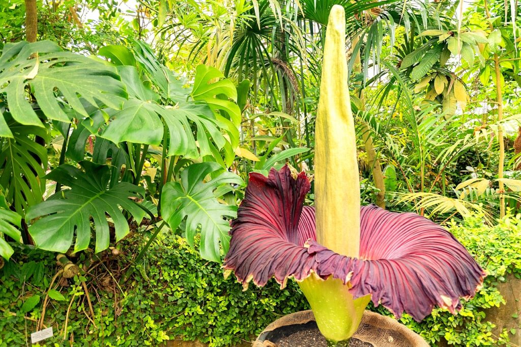 amorphophallus titanum. la flor cadaver