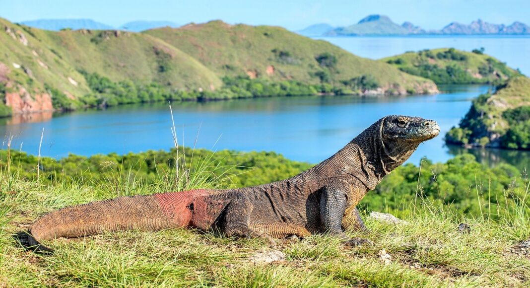 isla de komodo