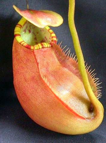 nepenthes sumatrana planta de jarra de sumatra