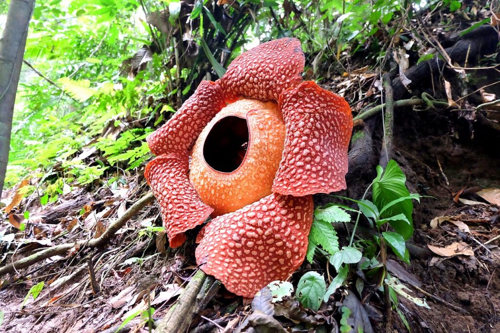 rafflesia arnoldii. la flor mas grande del mundo