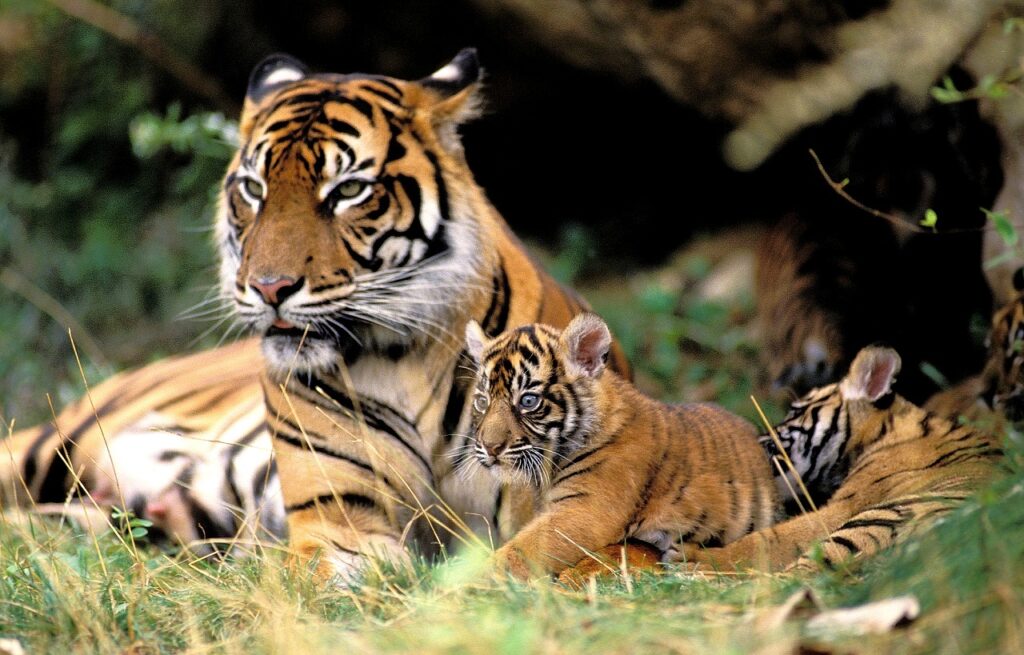 tigre de sumatra panthera tigris sumatrae